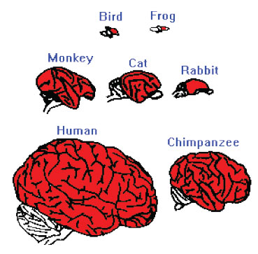 قایسه ساختار مغز در پرنده، قورباغه، خرگوش، گربه، میمون، شمپانزه و انسان