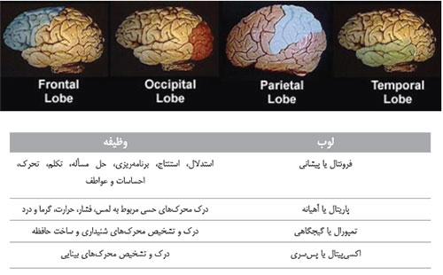 آشنایی با لوب های چهارگانه کورتکس مغز